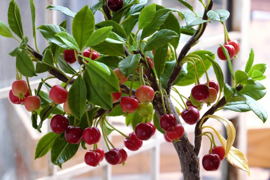 Wie man einen Kirschbaum aus Samen im Topf züchtet garten genius