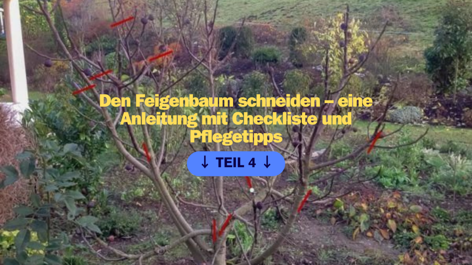 Den Feigenbaum schneiden eine Anleitung mit Checkliste und