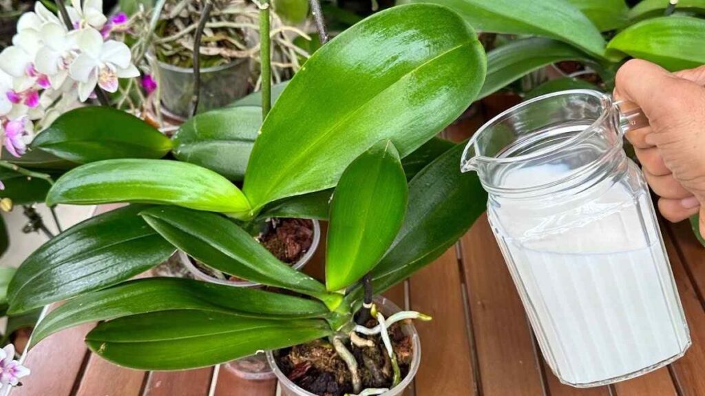 Die üppige Orchidee Mit diesem Trick wird sie zehnmal schöner beim