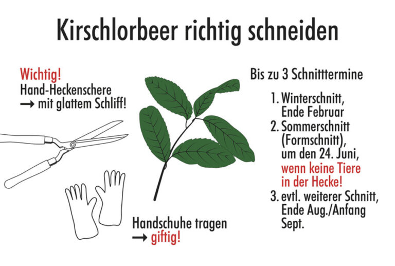 Kirschlorbeer schneiden Wann und wie wird’s gemacht? garten genius