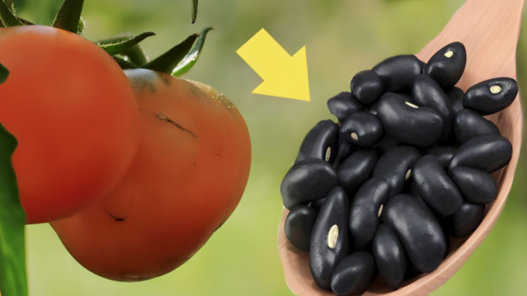 Der beste Dünger für den Garten und Gemüsegarten Empfehlungen von