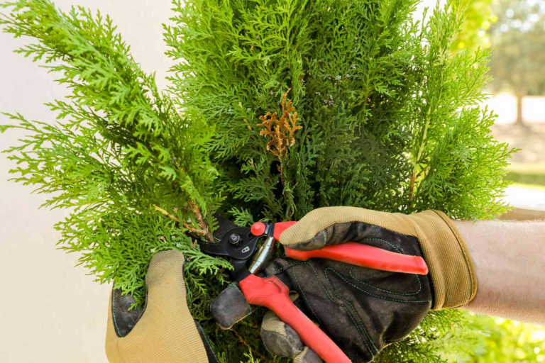 3 Methoden zum Beschneiden von Lebensbäumen garten genius