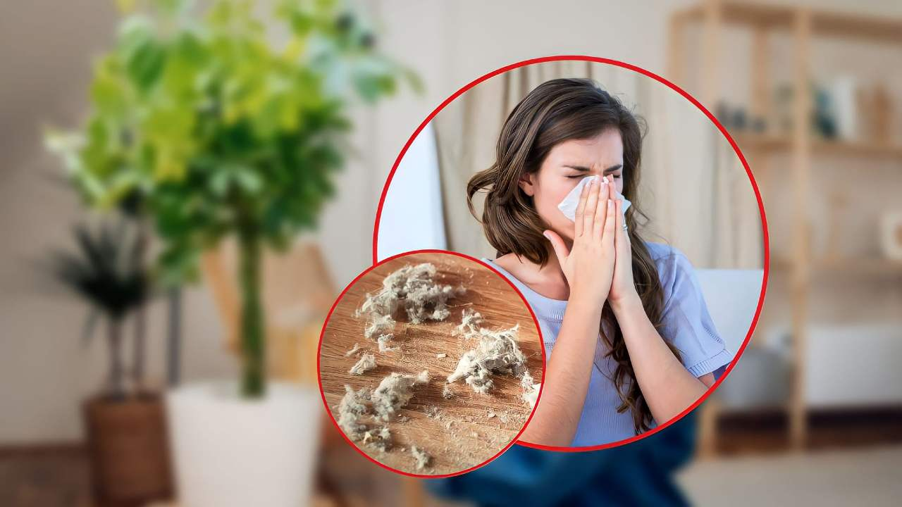 Pflanzen gegen Staub und Allergien Schönheit und Nutzen für Ihr