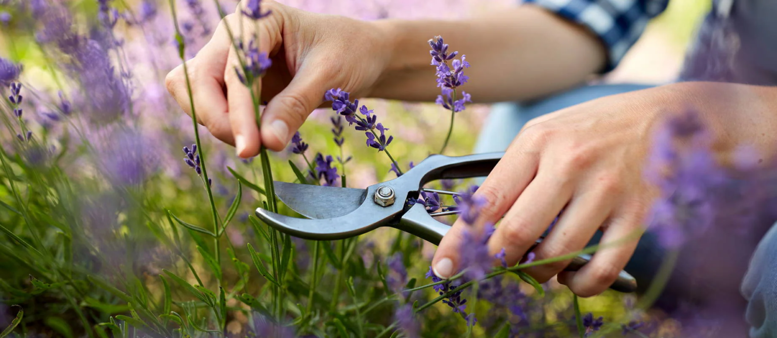 Wie Sie Lavendel richtig zurückschneiden Eine umfassende Anleitung